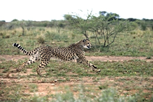 Images Dated 5th January 2004: Cheetah Namibia