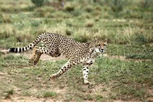 Images Dated 5th January 2004: Cheetah. Namibia