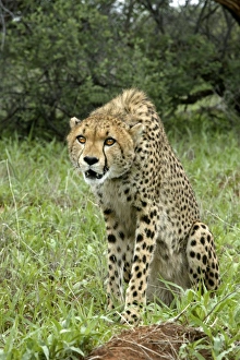 Images Dated 5th January 2004: Cheetah. Namibia