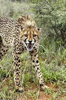 Images Dated 5th January 2004: Cheetah. Namibia