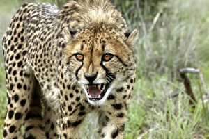 Images Dated 5th January 2004: Cheetah Namibia
