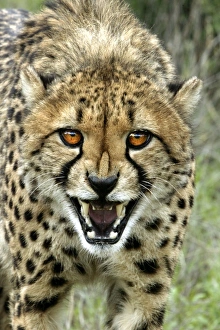 Images Dated 5th January 2004: Cheetah. Namibia