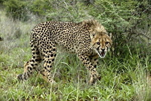 Images Dated 5th January 2004: Cheetah. Namibia