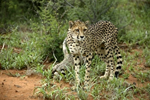 Images Dated 5th January 2004: Cheetah Namibia