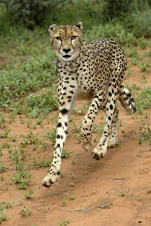 Images Dated 5th January 2004: Cheetah. Namibia