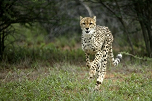 Images Dated 5th January 2004: Cheetah. Namibia