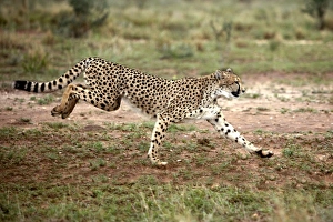 Images Dated 5th January 2004: Cheetah. Namibia