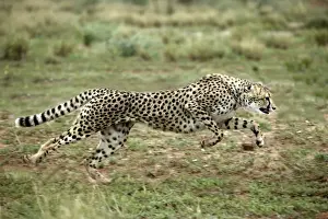 Power Prints: Cheetah Namibia