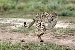 Cheetah Namibia