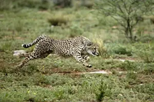 Cheetah Namibia
