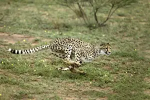 Cheetah Namibia