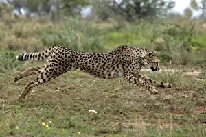 Cheetah Namibia