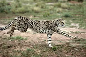 Cheetah. Namibia