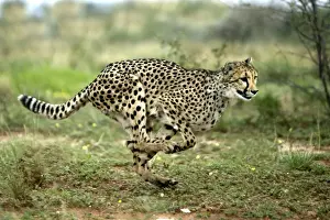 Cheetah. Namibia