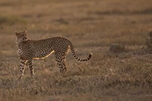 Images Dated 9th February 2011: Cheetah - Ngorongoro Crater Reserve - Serengeti - Tanzania