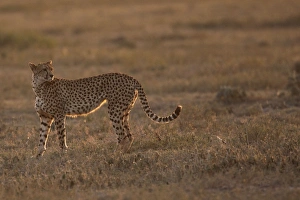 Images Dated 9th February 2011: Cheetah - Ngorongoro Crater Reserve - Serengeti - Tanzania