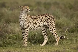 Cheetah - Ngorongoro Crater Reserve - Serengeti - Tanzania