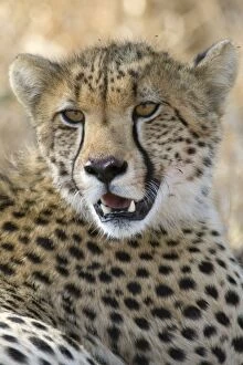 Images Dated 5th August 2008: Cheetah - older cub - Mala Mala Reserve - South Africa