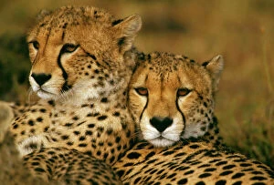 Big Cats Collection: Cheetah - pair - Masai Mara National Reserve - Kenya JFL03319