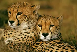 East Africa Prints: Cheetah - pair - Masai Mara National Reserve - Kenya JFL03319