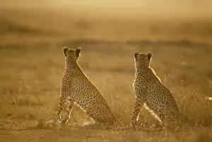 Cheetah - pair seated - Kenya JFL03431