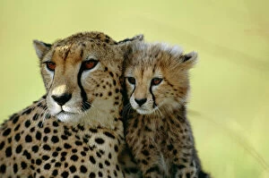 Baby Animals Collection: Cheetah Parent & Cub