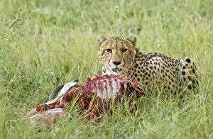 Cheetah - With partly eaten impala prey