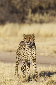 Acinonyx Jubatus Gallery: Cheetah - photographed in captivity - Harnas Wildlife