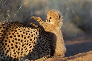 Cheetah - playful 40 days old male cub next to
