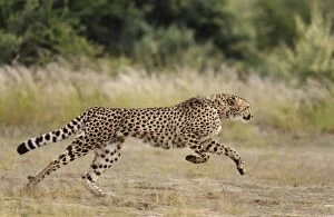 Cheetah - Playful female