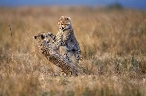 Images Dated 9th March 2007: Cheetah - two playing. Maasai Mara - Kenya