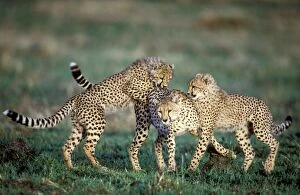 Images Dated 9th March 2007: Cheetah - three playing. Maasai Mara - Kenya