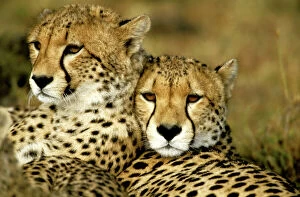 Couples Collection: Cheetah - portrait of pair close together - Kenya JFL03434