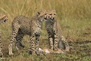 Images Dated 21st August 2003: Cheetah - by prey