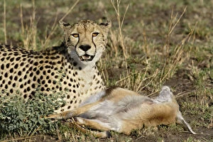 Cheetah Gallery: Cheetah with prey (Thomson's Gazelle), Acinonyx