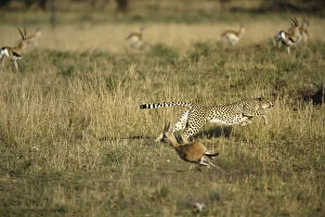 Cheetah Gallery: Cheetah in pursuit of Thomson's Gazelle