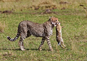 Cheetah with rabbit kill (Acinonyx Jubatus)