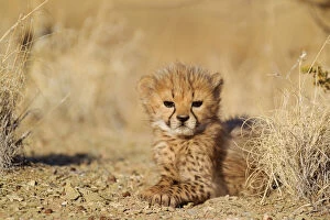 Images Dated 26th August 2009: Cheetah - resting 41 days old male cub