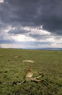 Storms Prints: Cheetah - resting after eating - Masai Mara National Reserve, Kenya JFL03437