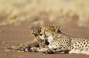 Cheetah - resting female with its 39 days old male cub