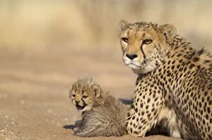 Cheetah - resting female with its 40 days old male cub