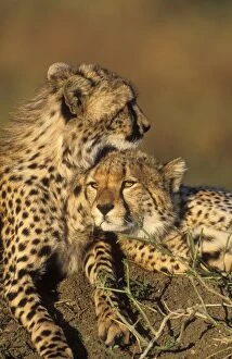 Images Dated 9th March 2007: Cheetah - two resting. Maasai Mara - Kenya