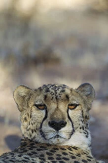 Acinonyx Jubatus Gallery: Cheetah - resting male - photographed in captivity