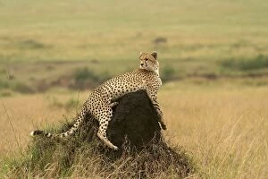Cheetah - resting on mound
