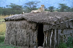 Cheetah - resting on roof of mud hut