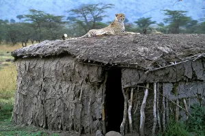 Africa - Savannah
