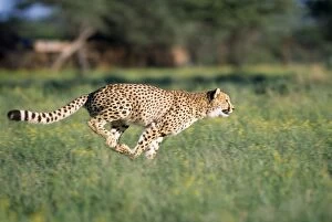 Images Dated 3rd July 2007: Cheetah - running
