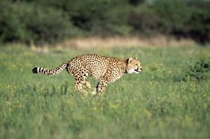 Images Dated 3rd July 2007: Cheetah - running