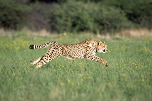 Images Dated 3rd July 2007: Cheetah - running