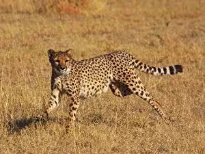 Images Dated 1st July 2009: Cheetah - running